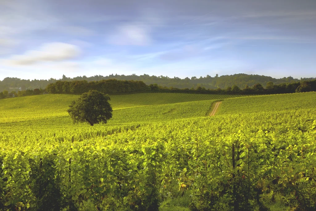 Denbies Vineyard