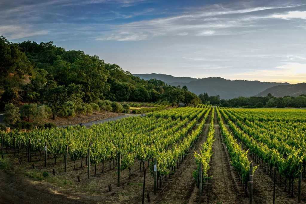 Vineyard at end of day